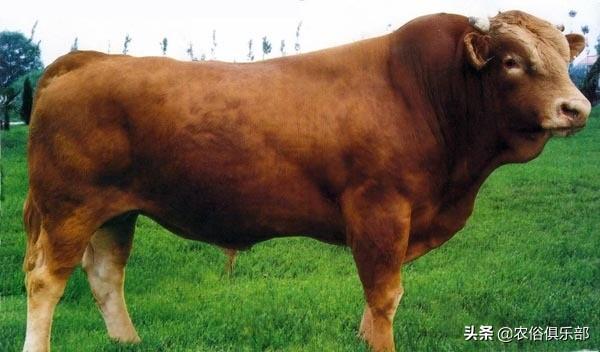 農村養肉牛還是養土黃牛好（都愛養這5種黃牛）7
