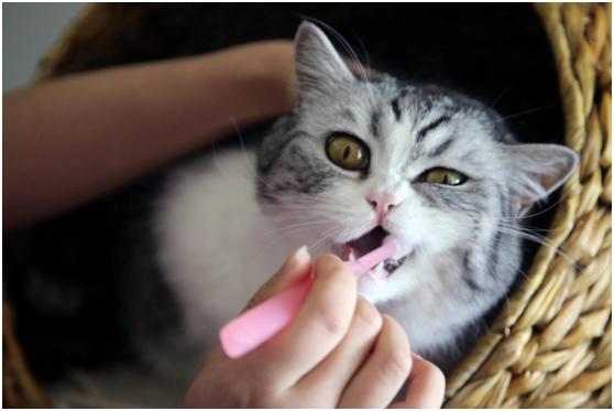 貓咪換牙齒的時候天天要刷牙嗎（什麼貓也有換牙期）5