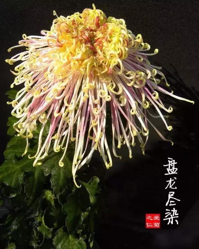 又高又大的菊花有哪些（80種）63