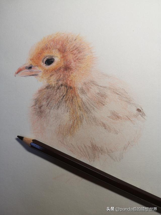 簡單的畫畫教程小雞（簡單幾步教畫畫）5