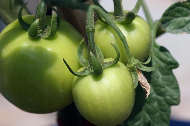 一棵番茄怎麼種植盆栽（适合盆栽的番茄有哪些）4