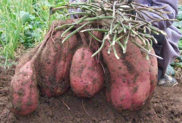 紅薯種植時間技巧和方法（紅薯什麼時候進行種植）4
