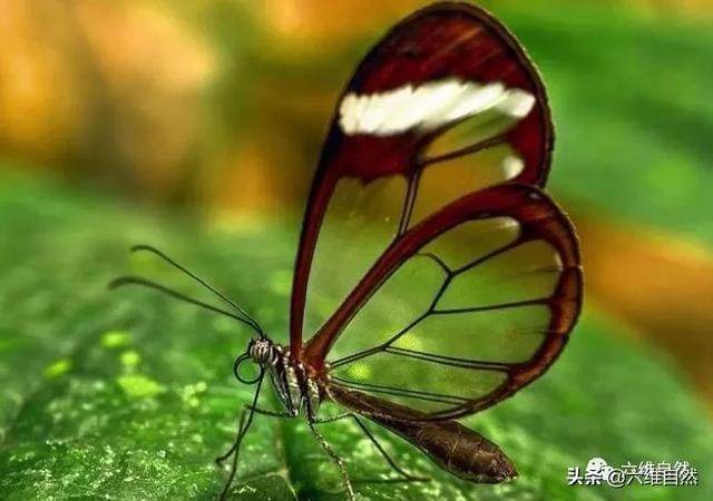 世界上隐身蟲（中南美洲有一種透明的蝴蝶）3