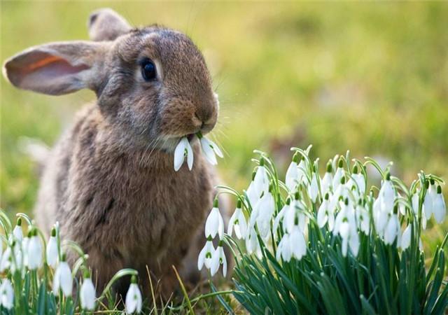 兔子怕冷嗎要怎麼保暖（這些小知識你需要知道）1