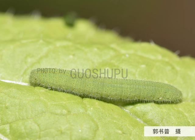 小白菜蟲種類（這種輕飄漫舞的小白蝶原來是蔬菜的一種大害蟲一菜青蟲）7