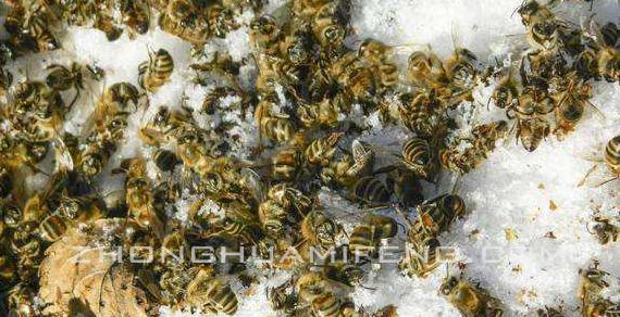 蜜蜂為什麼會出現一種病（如何解決蜜蜂非生物因素引起的疾病）1