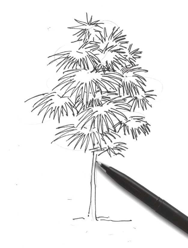 速寫植物臨摹圖簡單（植物速寫很難畫）12