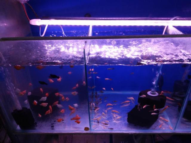 魚缸過濾器跟氧氣泵的區别（分不清魚缸氧氣泵和過濾器的）5