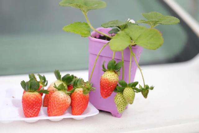 哪些草莓品種适合盆栽（草莓盆栽品種那麼多）8