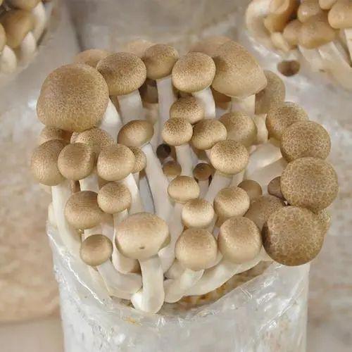 蘑菇種植技術與管理方法（一文開啟你的蘑菇種植路）7