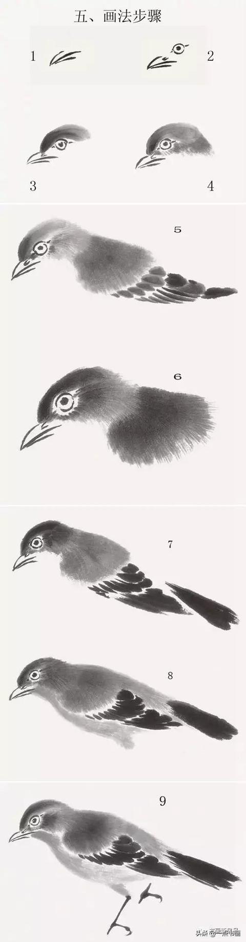 國畫飛翔的小鳥的畫法（國畫教程鳥兒的各種姿勢畫法）25