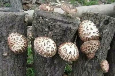 椴木香菇可以生長幾年（椴木香菇種植椴木的選擇）1