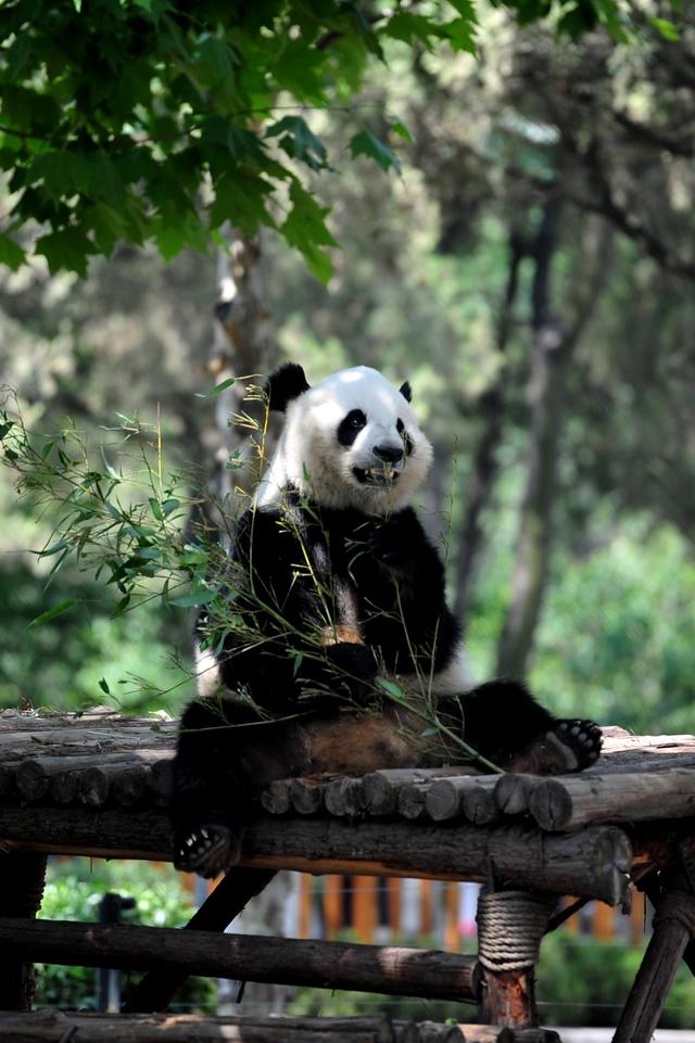 國寶大熊貓是天生的近視眼嗎（原來大熊貓吃的如此精緻）1