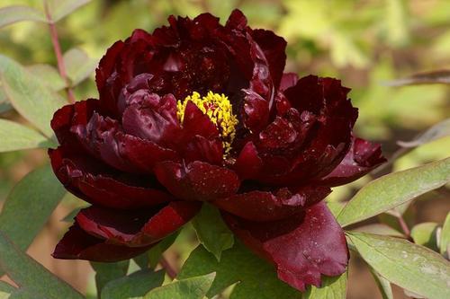 世界上為什麼沒有純黑色的花（罕見的12種黑色花）11
