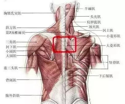 不同位置的腰背疼對應的疾病（從脊柱周圍的肌肉角度分析腰背痛）1