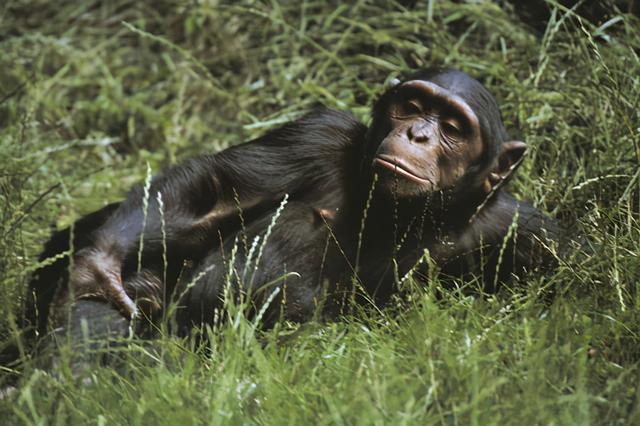 黑猩猩智商僅次于人類嗎（黑猩猩的智商堪比人類）2