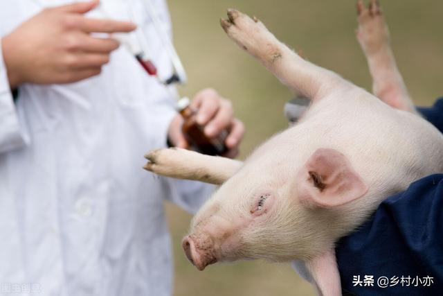 母豬打疫苗要注意的事項（母豬配種前需要做疫苗嗎）2