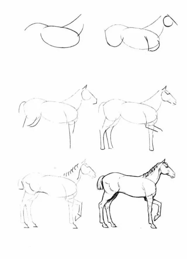 怎麼畫馬最簡單最好看帥氣（幹貨不會畫馬教你40種馬的結構畫法）7