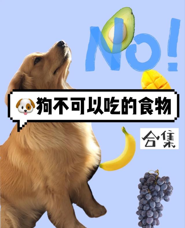 養寵物狗不能吃什麼東西（狗狗不能吃的食物）1