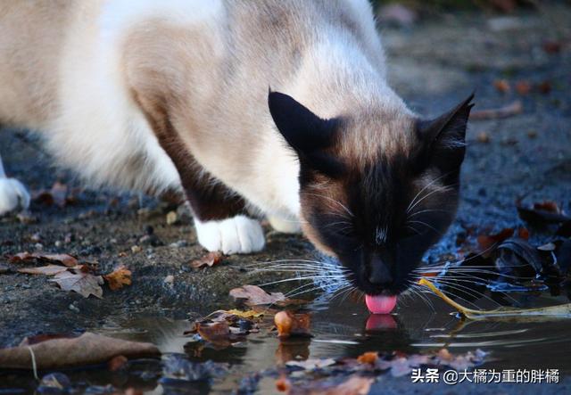 貓咪不吃不喝能喝水嗎（貓咪不能喝生水）4