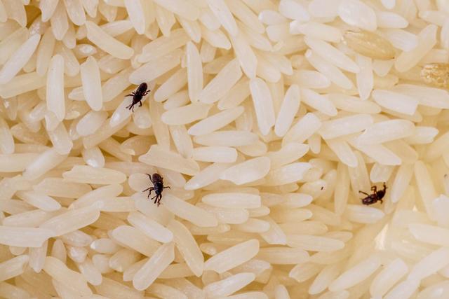 大米裡都會生什麼樣的蟲子（米袋裡為何總是憑空出現米蟲）5