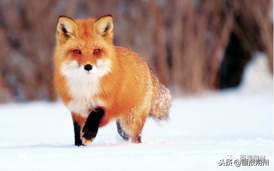過冬必備的10種動物（關注冬天到了野外的動物是怎麼過冬的呢）4
