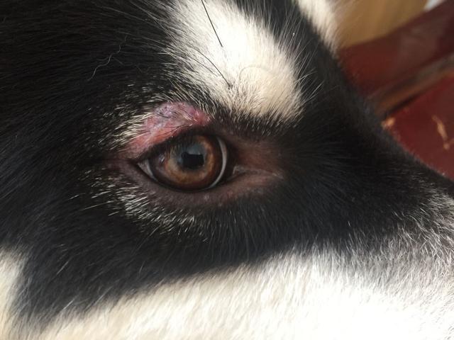 狗狗眼睛病初期症狀（小心這3種眼睛炎症）6