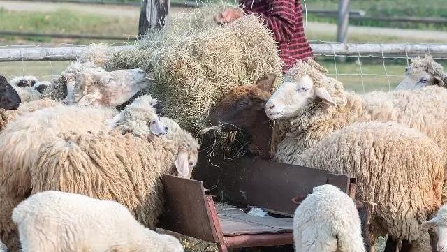 分享個人養羊經驗和養羊技術（老李養羊是如何籌備飼草的）5