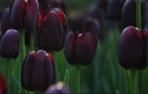 世界上為什麼沒有純黑色的花（罕見的12種黑色花）6