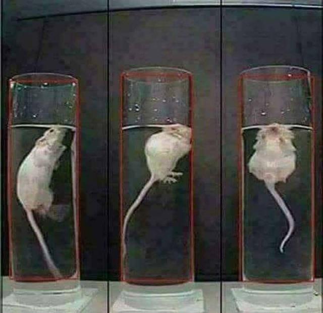 科學家隔離老鼠的實驗（邪惡的動物實驗）3