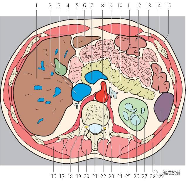肝總管ct解剖位置（收藏上腹部CT斷層）25