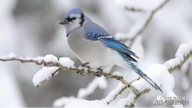 過冬必備的10種動物（關注冬天到了野外的動物是怎麼過冬的呢）7