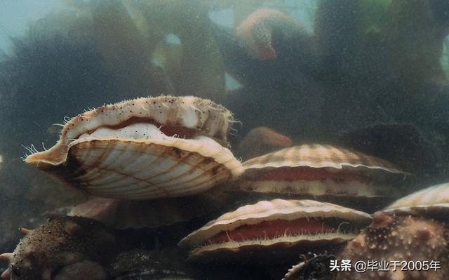 大連海鮮有哪些學名（遼甯大連吃貨們常見貝類海鮮的學名與俗稱）3