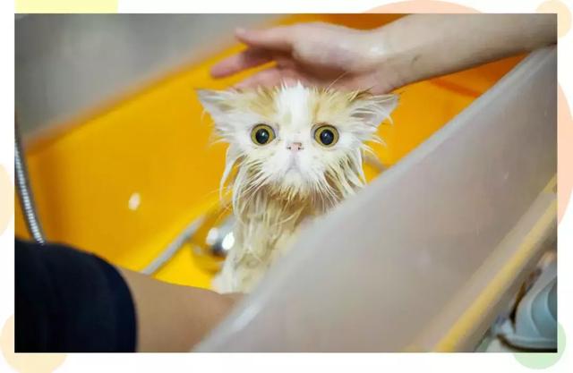 給貓洗澡可以洗到什麼程度（一個月給貓洗澡三次）10