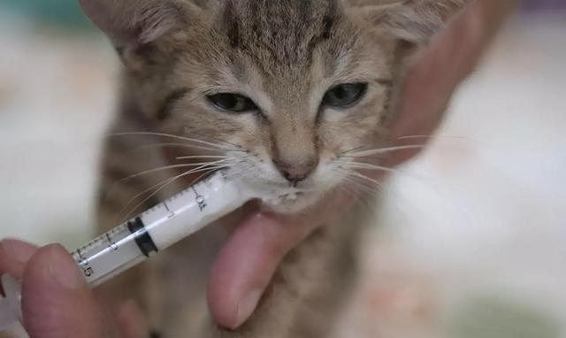 貓咪嘔吐是什麼原因及治療（貓咪嘔吐的原因有哪些呢）7