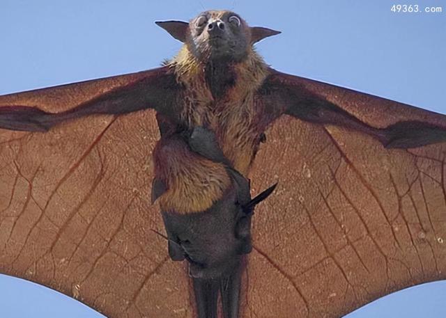 世界最大的蝙蝠是哪種（世界最大蝙蝠狐蝠幾年之内走向滅絕）1