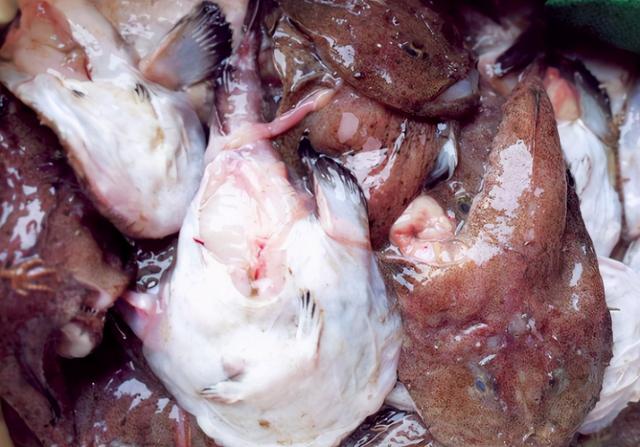 人工養殖海産魚有哪些種類（海鮮市場裡這4種魚）5