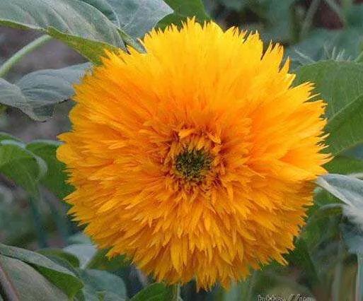 重瓣太陽花的類型（重瓣向日葵欣賞）3