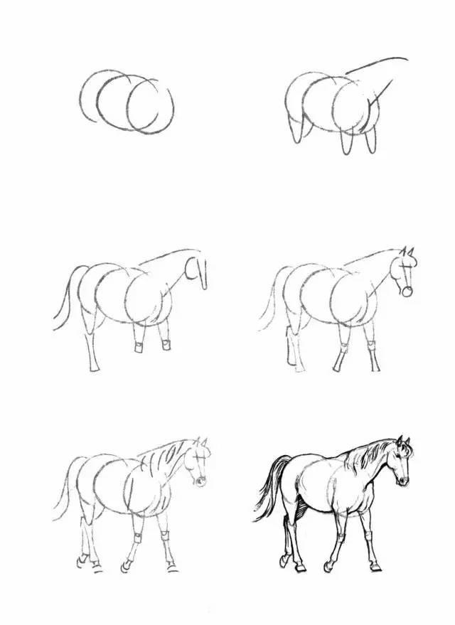 怎麼畫馬最簡單最好看帥氣（幹貨不會畫馬教你40種馬的結構畫法）27