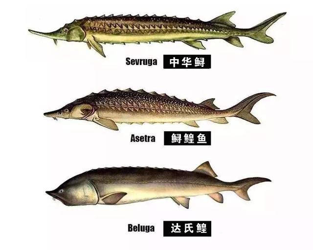 達氏鲟鳇魚20公分（漁民網上千斤重達氏鳇）2