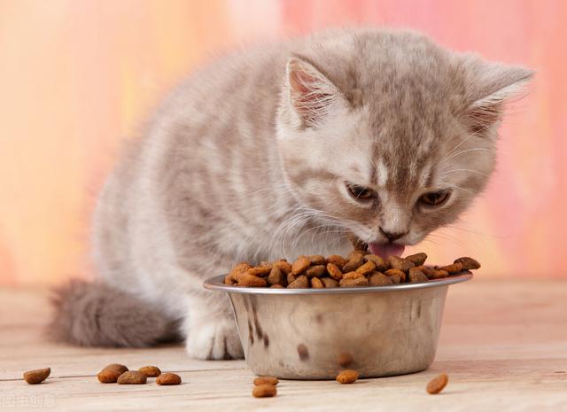 貓咪可以吃哪些主要食物（這幾種食物是貓咪的）7