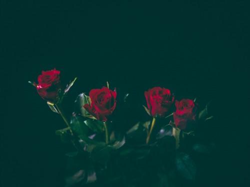 象征愛情的玫瑰花（象征愛情和美麗的玫瑰）7