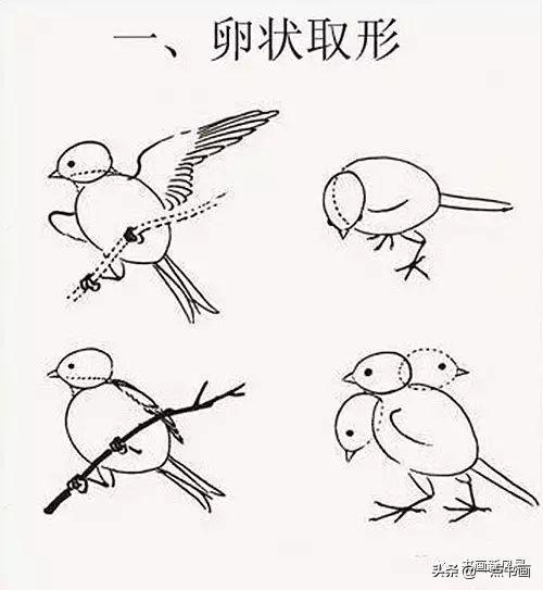 國畫飛翔的小鳥的畫法（國畫教程鳥兒的各種姿勢畫法）21