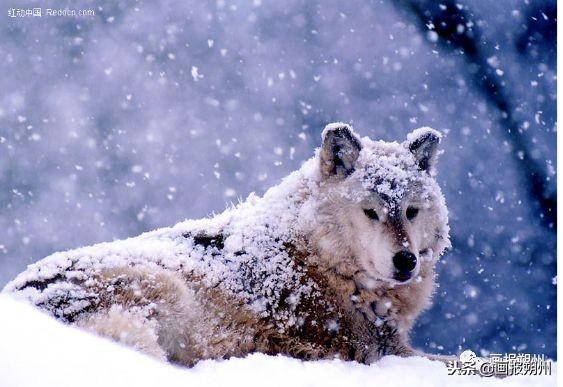 過冬必備的10種動物（關注冬天到了野外的動物是怎麼過冬的呢）14