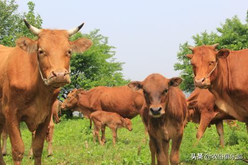 農村養肉牛還是養土黃牛好（都愛養這5種黃牛）1