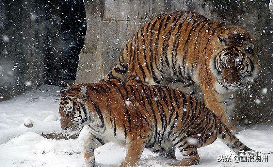 過冬必備的10種動物（關注冬天到了野外的動物是怎麼過冬的呢）12