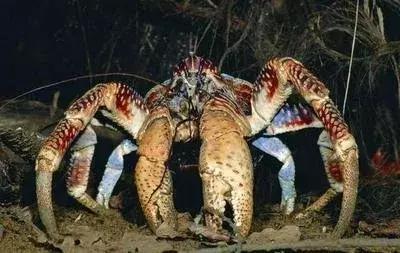 世界上最大椰子蟹（海洋之大椰子蟹最奇葩）5