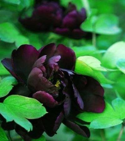 世界上為什麼沒有純黑色的花（罕見的12種黑色花）10