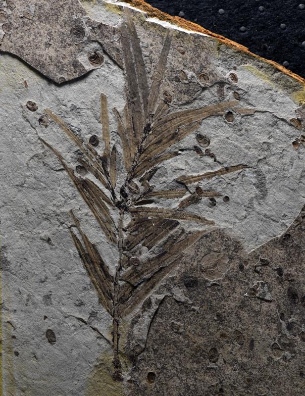 植物活化石有什麼意義（存活1.6億年的植物）1