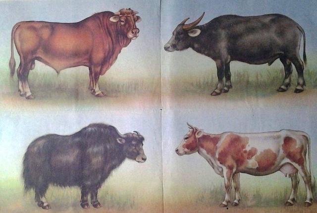 世界上體型小的牛（世界上最大的牛）2